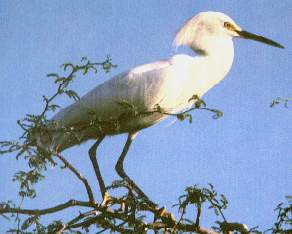 Garza blanca peque�a.jpg (11203 bytes)