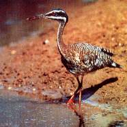 Gr�cil tanr�a.jpg (8322 bytes)