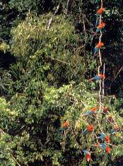 Grupo de guacamayos.jpg (14331 bytes)