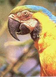 Guacamayo3.jpg (8628 bytes)