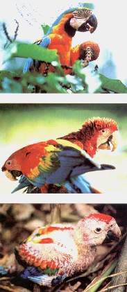 Guacamayos.jpg (15708 bytes)