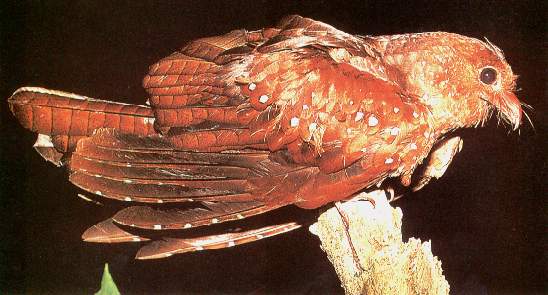 Gu�charos.jpg (31874 bytes)