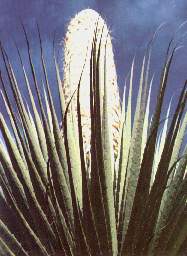 Hojas de la Puya.jpg (11485 bytes)