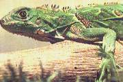 Iguana.jpg (6416 bytes)
