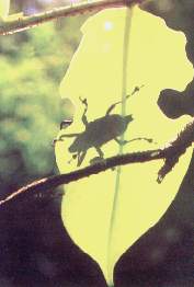 Insecto oculto.jpg (7093 bytes)