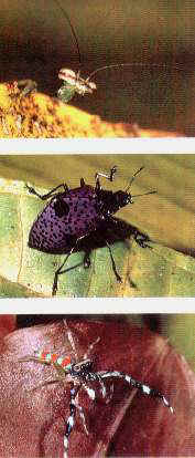 Insectos.jpg (13979 bytes)