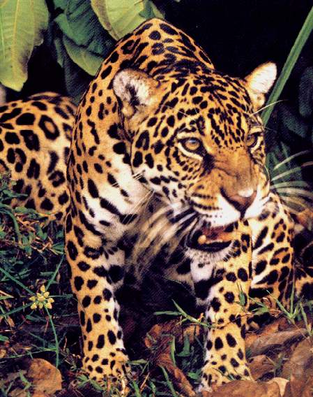 Jaguar.jpg (60192 bytes)