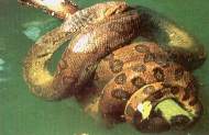 La anaconda o yacumama.jpg (5332 bytes)