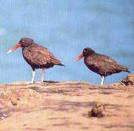 La brujilla.jpg (5769 bytes)