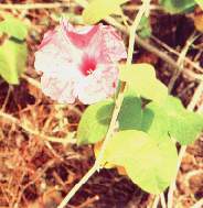 La campanilla.jpg (8546 bytes)