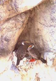 La chuita.jpg (9618 bytes)