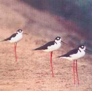 La cigue�uela.jpg (5658 bytes)