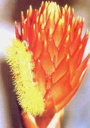 La oruga.jpg (8745 bytes)