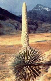 La puya-Huascaran.jpg (13095 bytes)