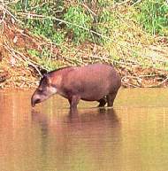 La sachavaca.jpg (9773 bytes)