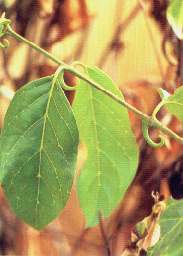 La u�a de gato.jpg (8409 bytes)