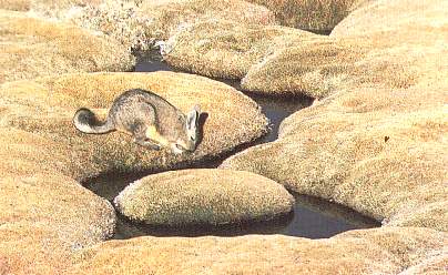 La vizcacha.jpg (27277 bytes)