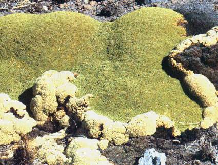 La yareta.jpg (37904 bytes)