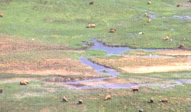 Laguna de Mejia.jpg (14993 bytes)