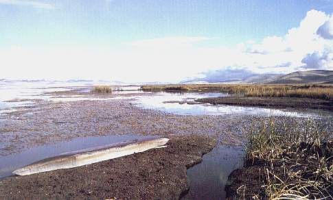 Lagunas de Jun�n.jpg (23596 bytes)