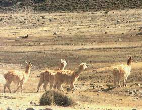 Las alpacas.jpg (15564 bytes)