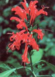 Las malvaceas.jpg (9212 bytes)