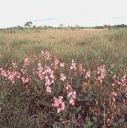 Llanuras de gramineas.jpg (7835 bytes)