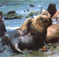 Lobo_chusco.jpg (8920 bytes)