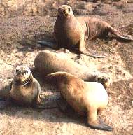 Lobo fino.jpg (9620 bytes)