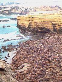 Lobos Marinos.jpg (15101 bytes)