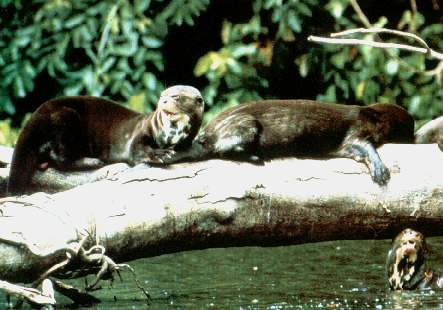 Lobos de r�o o nutrias .jpg (25964 bytes)