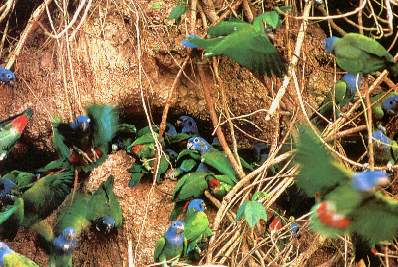 Loros cabeza azul.jpg (33486 bytes)