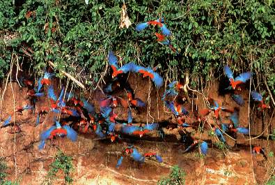 Loros en las ccollpas.jpg (35706 bytes)