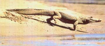 Los caimanes blancos.jpg (10763 bytes)