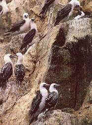 Los piqueros.jpg (13862 bytes)