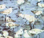 Los playeros.jpg (7578 bytes)