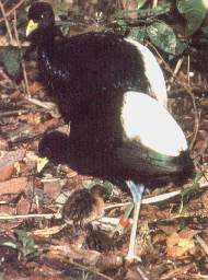 Los trompeteros.jpg (11583 bytes)