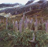 Lupinos.jpg (8861 bytes)