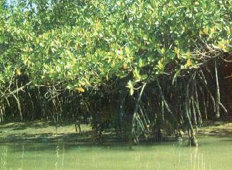 MANGLES.JPG (20899 bytes)