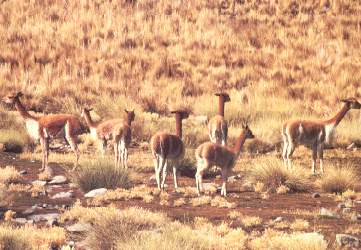 Manada_vicunas.jpg (21754 bytes)