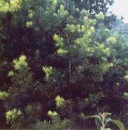 Manchales de intimpa.jpg (8081 bytes)