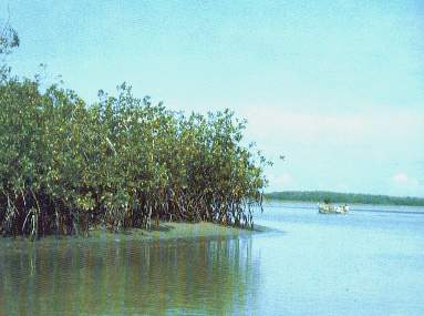 MANGLA~1.JPG (11738 bytes)