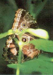 Mariposa.jpg (10390 bytes)