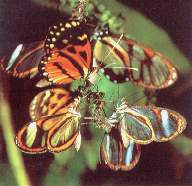 Mariposas.jpg (8375 bytes)