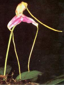 Masdevalia setacea.jpg (10003 bytes)