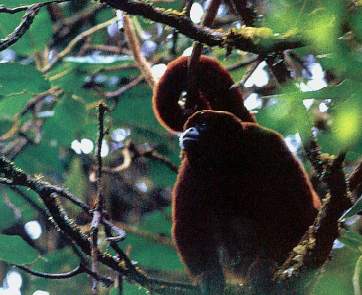 Mono choro de cola amarilla.jpg (20449 bytes)