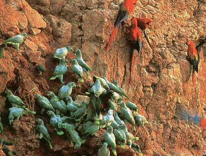 Multitud de cotorras.jpg (37816 bytes)