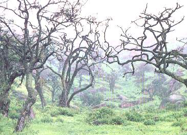 Neblina.jpg (26578 bytes)