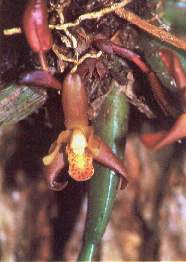 Orquidea.jpg (9401 bytes)