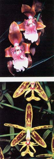 Orqu�deas1.jpg (19930 bytes)